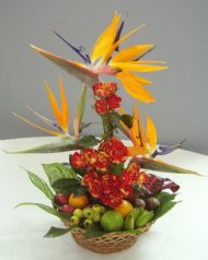 novice class 'tropical temptations'